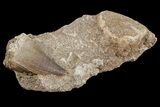 Mosasaur (Prognathodon) Tooth In Rock #70464-1